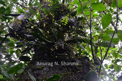 Sirhookera lanceolata